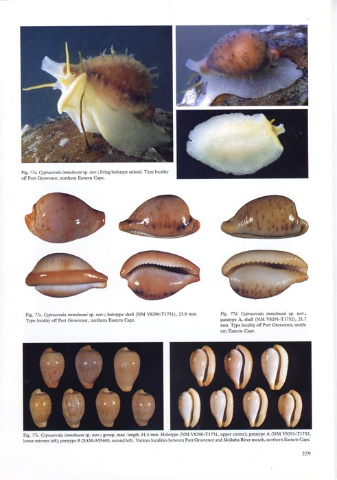 Liltved (William Rune) COWRIES AND THEIR RELATIVES OF SOUTHERN AFRICAWith the Supplement: A new - Image 3 of 4