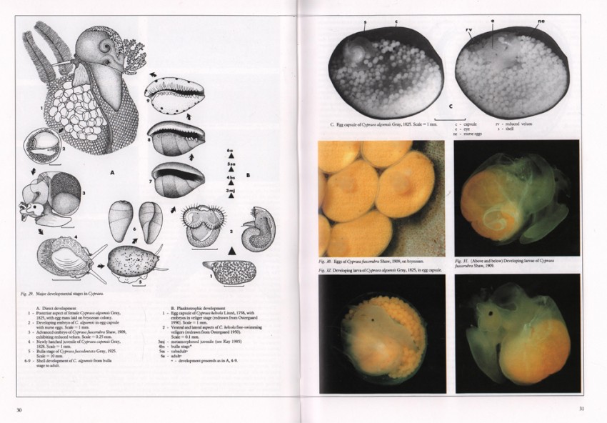 Liltved (William Rune) COWRIES AND THEIR RELATIVES OF SOUTHERN AFRICAWith the Supplement: A new - Image 4 of 4