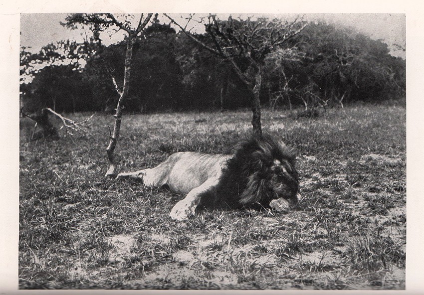 Kittenberger (K?­lm?­n) BIG GAME HUNTING AND COLLECTING IN EAST AFRICA 1903 -1926 With 200 - Image 4 of 4