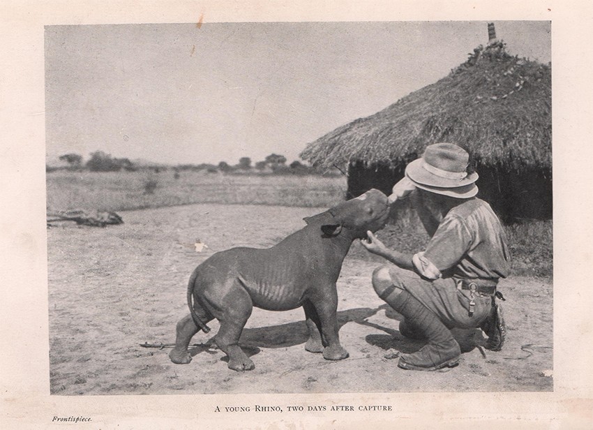 Kittenberger (K?­lm?­n) BIG GAME HUNTING AND COLLECTING IN EAST AFRICA 1903 -1926 With 200 - Image 2 of 4