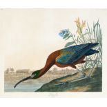 After J.J. Audubon - coloured engraving.