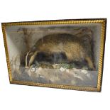 Taxidermy badger