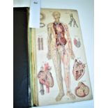 Anatomical plates and overlays
