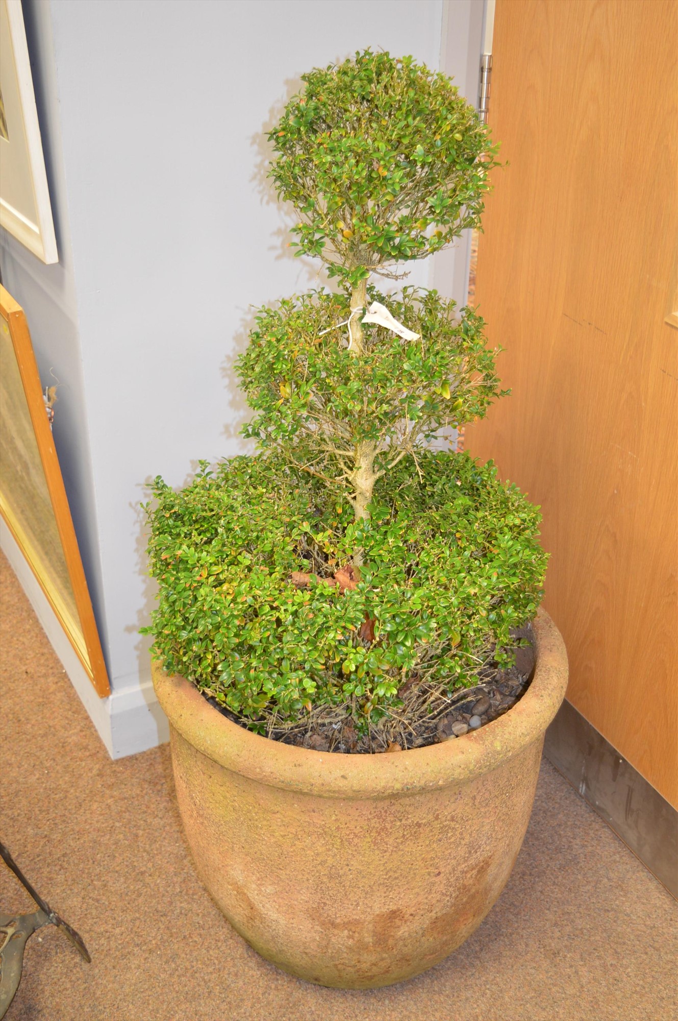 Terracotta garden pot with topiary bush.