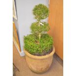 Terracotta garden pot with topiary bush.