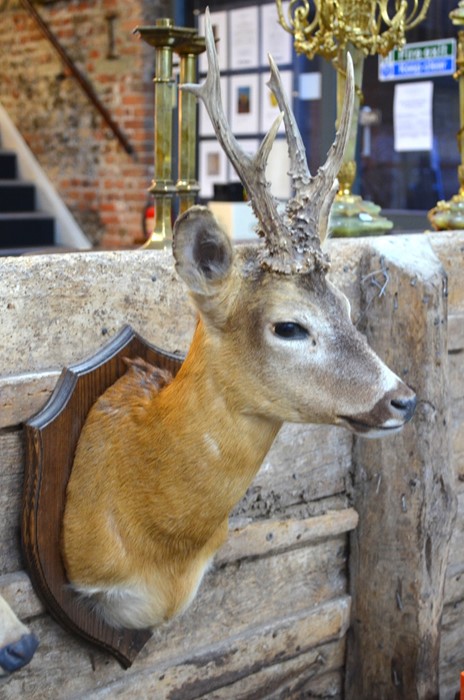 A  20th century taxidermy Roe Deer (Capreolus capreolus) with antlers, mounted on shield, 60 cm high - Image 2 of 3