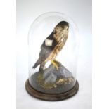 A taxidermy Merlin perched on a rocky outcrop, 1st quarter 20th century, under glass dome, approx 30