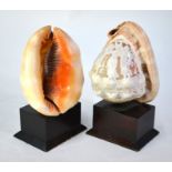 Two Italian cameo-carved conch shells, on brass mounts to wood block bases, 20 cm high (2)