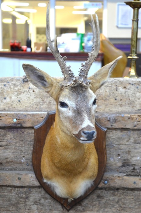 A  20th century taxidermy Roe Deer (Capreolus capreolus) with antlers, mounted on shield, 60 cm high