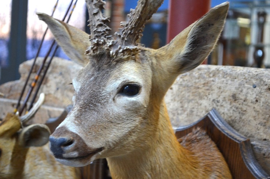 A  20th century taxidermy Roe Deer (Capreolus capreolus) with antlers, mounted on shield, 60 cm high - Image 3 of 3