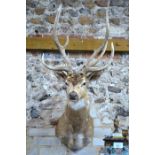 A taxidermy Indian Cheatle stag, shoulder mounted looking straight ahead, full antlers, 110 cm
