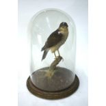 A taxidermy Sparrowhawk, perched on a branch in naturalistic setting, 1st quarter 20th century,