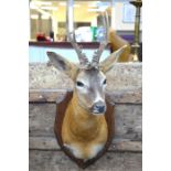 A  20th century taxidermy Roe Deer (Capreolus capreolus) with antlers, mounted on shield, 60 cm high