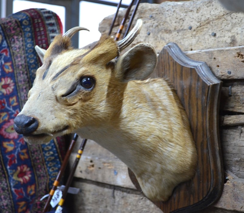 A 20th century taxidermy head of a Muntjac, with antlers, mounted on shield, approx 28 cm high - Image 3 of 4