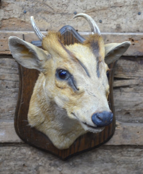 A 20th century taxidermy head of a Muntjac, with antlers, mounted on shield, approx 28 cm high