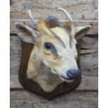A 20th century taxidermy head of a Muntjac, with antlers, mounted on shield, approx 28 cm high