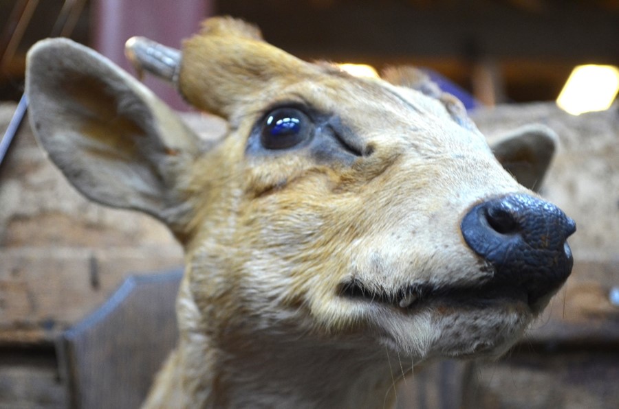 A 20th century taxidermy head of a Muntjac, with antlers, mounted on shield, approx 28 cm high - Image 4 of 4