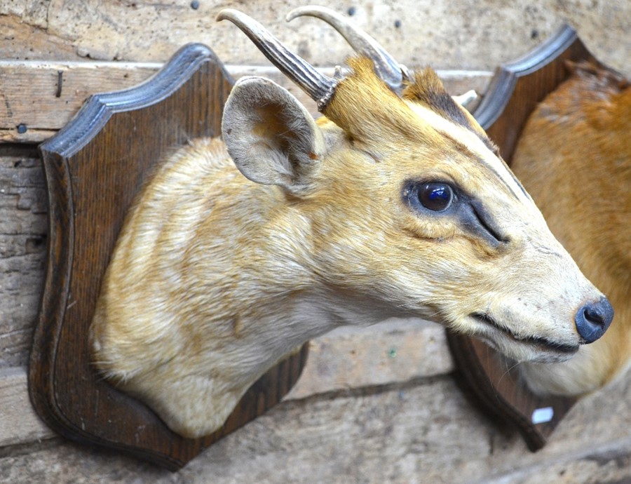 A 20th century taxidermy head of a Muntjac, with antlers, mounted on shield, approx 28 cm high - Image 2 of 4