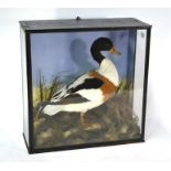 A 19th century taxidermy Shelduck in a naturalistic riverbank setting, cased, 49 x 49 cm