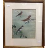 George Edward Lodge (1860-1954) - Garden birds perched on branches, watercolour, signed lower