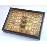 A small glazed display case containing a butterfly collection