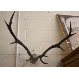 A pair of twelve point deer antlers