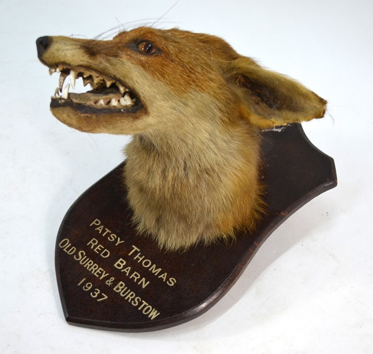 A vintage taxidermy snarling fox head - Image 2 of 3