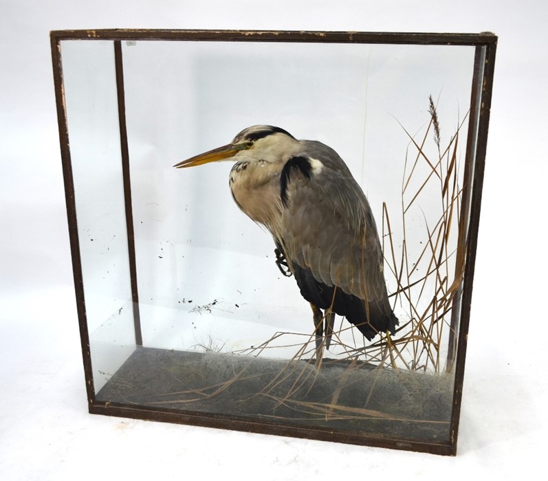 A vintage taxidermy Heron in display case