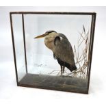 A vintage taxidermy Heron in display case