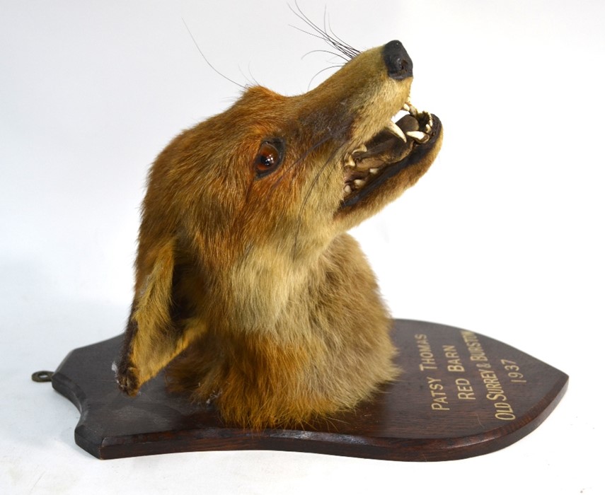 A vintage taxidermy snarling fox head - Image 3 of 3