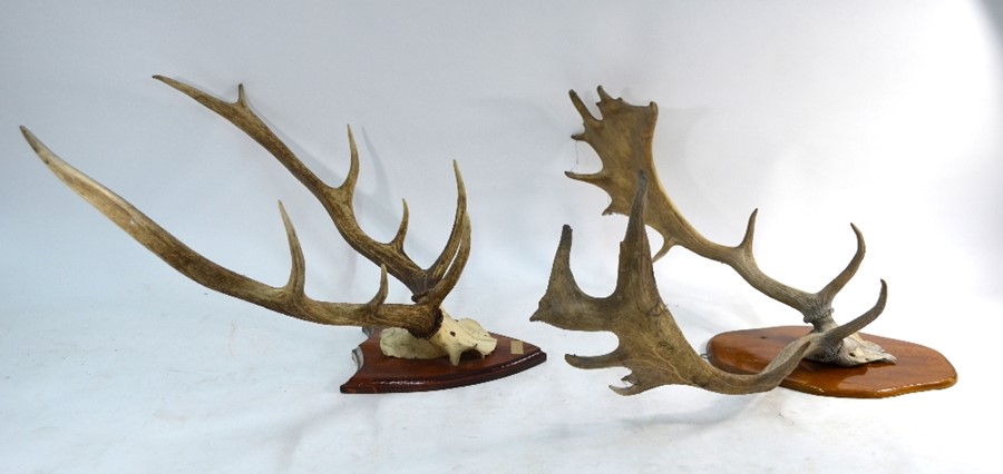 Two pair of mounted antlers - Image 5 of 5