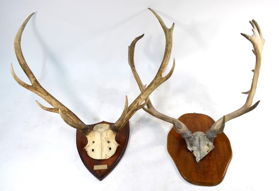 Two pair of mounted antlers