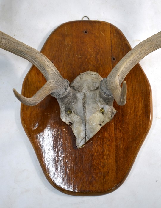 Two pair of mounted antlers - Image 3 of 5