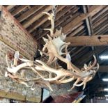 A large deer antler ceiling electrolier