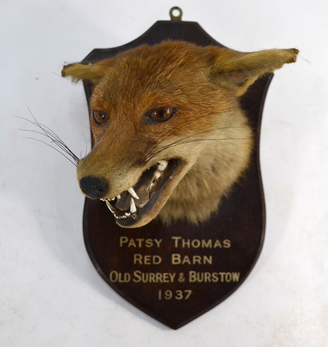 A vintage taxidermy snarling fox head