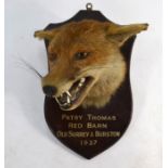 A vintage taxidermy snarling fox head
