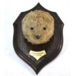 An antique taxidermy Otter head