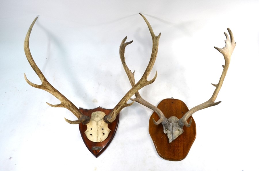 Two pair of mounted antlers - Image 2 of 5