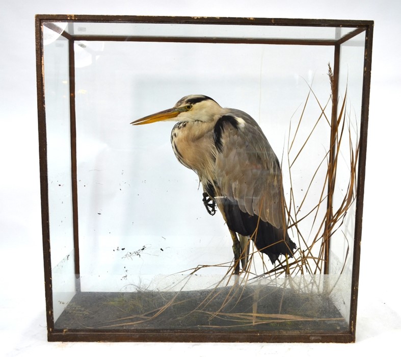 A vintage taxidermy Heron in display case - Image 2 of 9