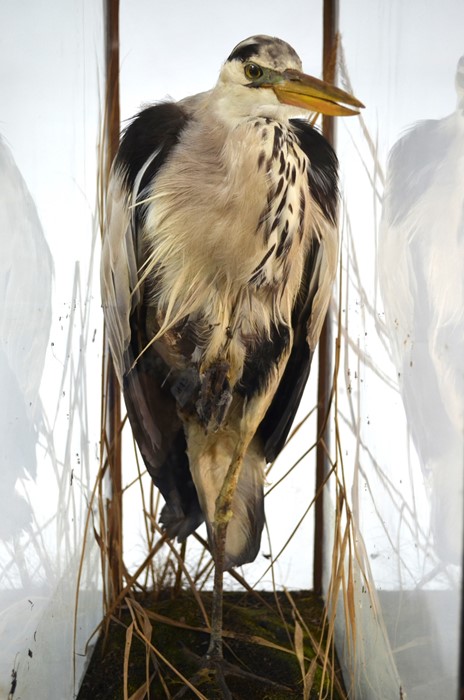 A vintage taxidermy Heron in display case - Image 4 of 9