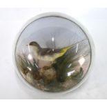 Taxidermy - Yellow wagtail in naturalistic rock, grass and fern setting