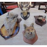 Taxidermy - A fox head mount inscribed "Sir Edward Curre's hounds.