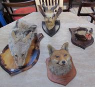 Taxidermy - A fox head mount inscribed "Sir Edward Curre's hounds.