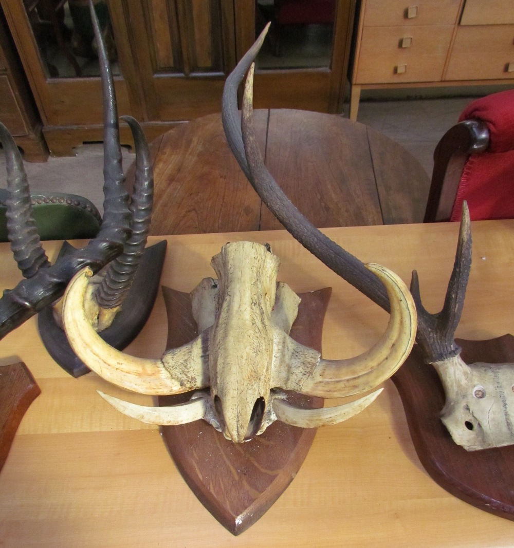 Taxidermy - a mounted warthog partial skull and tusks together with Stag and other antlers - Image 4 of 5