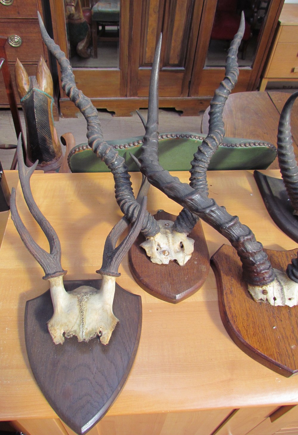 Taxidermy - a mounted warthog partial skull and tusks together with Stag and other antlers - Image 2 of 5