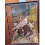 Taxidermy - A great spotted Cuckoo, Java Sparrow, Lesser Spotted Woodpecker, Nut hatch etc,