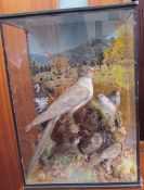 Taxidermy - A great spotted Cuckoo, Java Sparrow, Lesser Spotted Woodpecker, Nut hatch etc,
