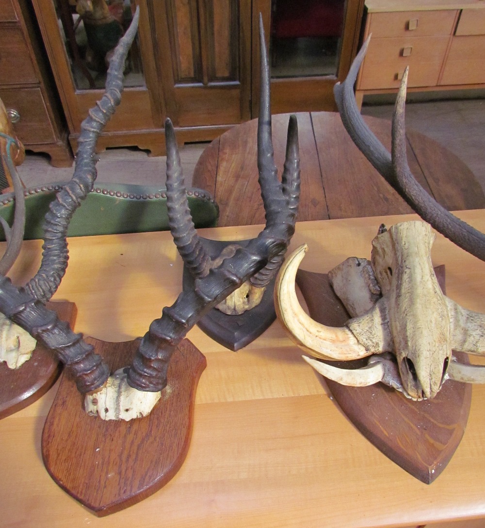 Taxidermy - a mounted warthog partial skull and tusks together with Stag and other antlers - Image 3 of 5