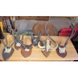 Taxidermy - a mounted warthog partial skull and tusks together with Stag and other antlers