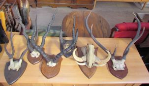 Taxidermy - a mounted warthog partial skull and tusks together with Stag and other antlers